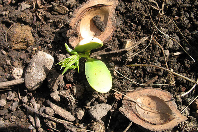 Grow a Peach Tree From a Pit