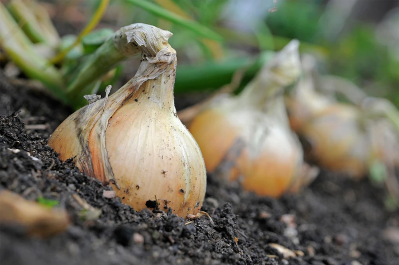 Grow an Onion Indoors