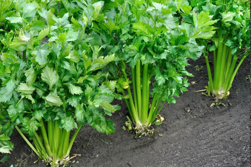 Growing Celery