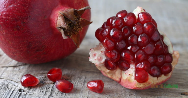 Growing Pomegranates From Seeds