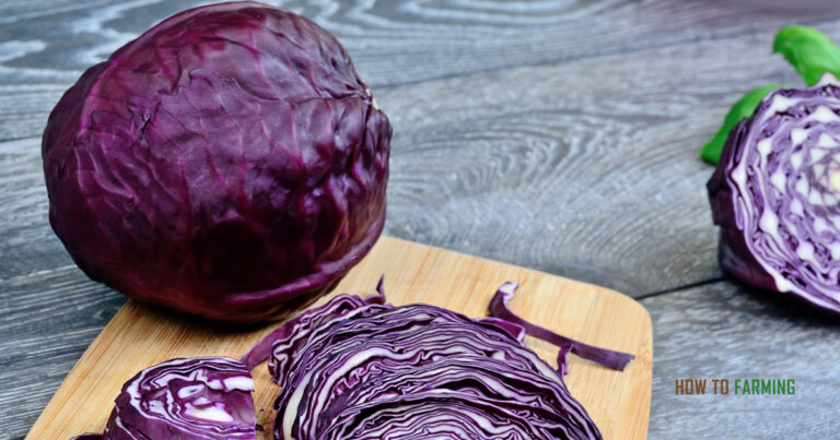 Growing Red Cabbage in Container