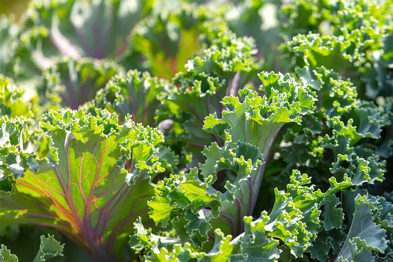 Growing Vegetable in The Shade UK
