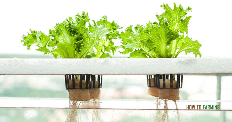 Growing Vegetables In Basement