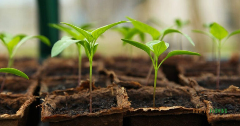 Growing Vegetables in Coco Coir