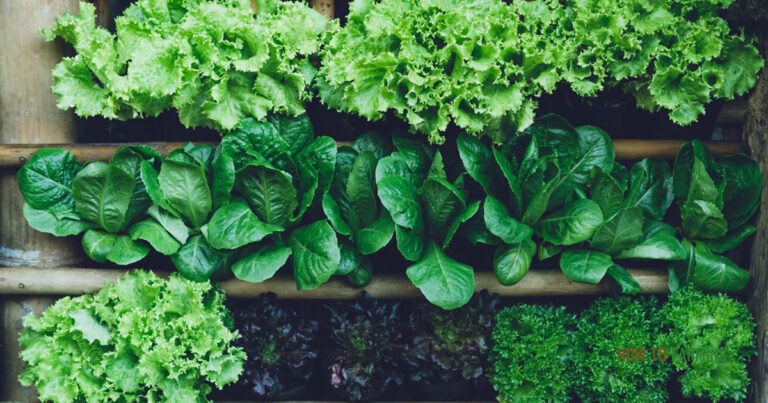 Growing Vegetables in The Shade UK