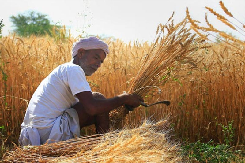 Harvest - Rice Grown and Harvested
