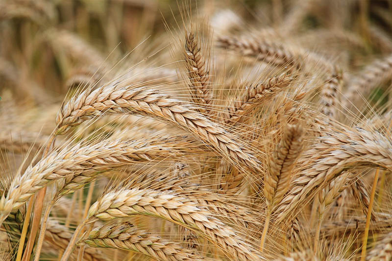 Harvest
