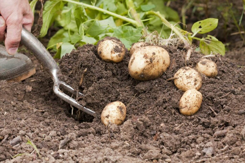 Harvesting Potatoes - to Grow Potatoes in a Bucket