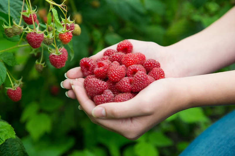 Harvesting raspberries - to Grow Raspberries from Seed