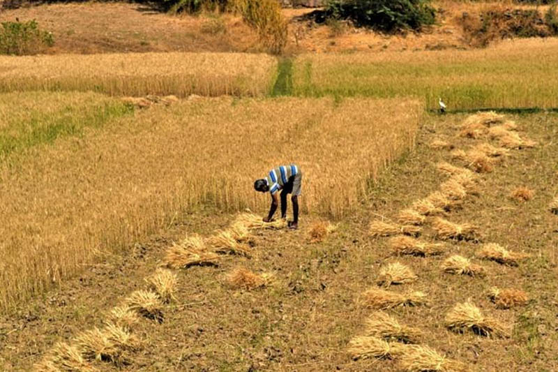 Harvesting