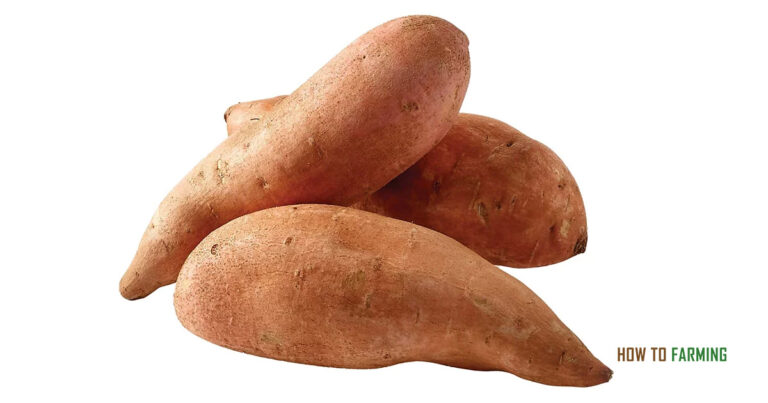 How Deep Do Sweet Potatoes Grow