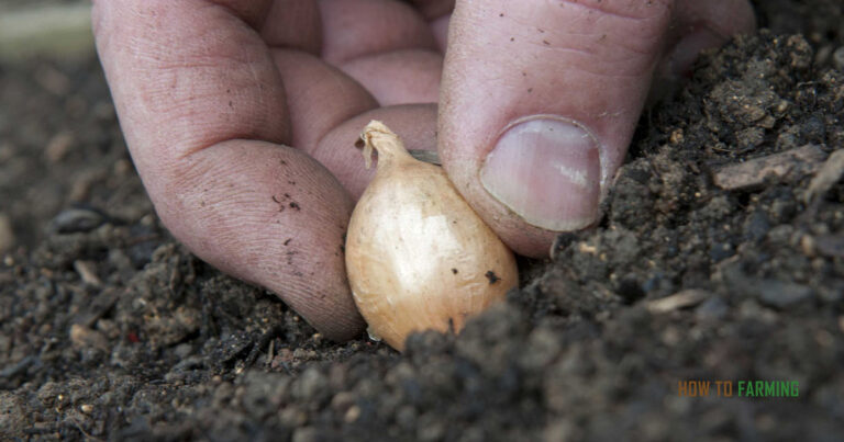How Deep to Plant Onions