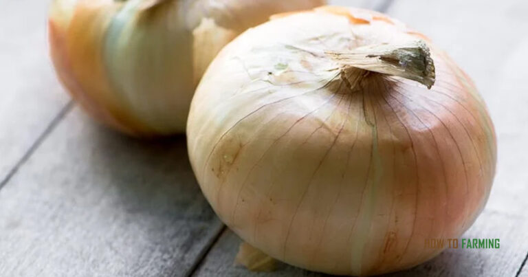 How Do I Get My Onions to Grow Bigger