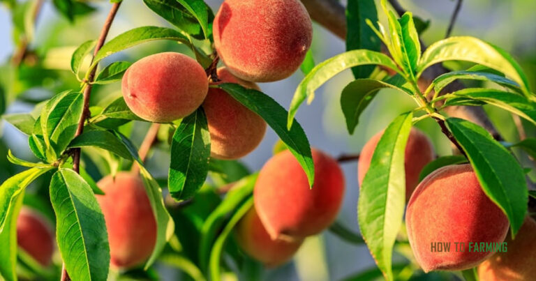 How Do You Grow a Peach Tree From a Pit
