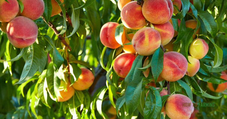 How Do You Plant a Peach Pit