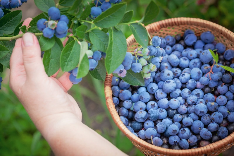 How Long Before Blueberry Plants Produce Fruit