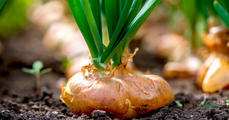 How Long Do Onions Take to Grow