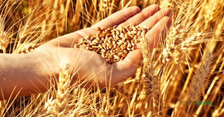 How Long Does Barley Take to Grow