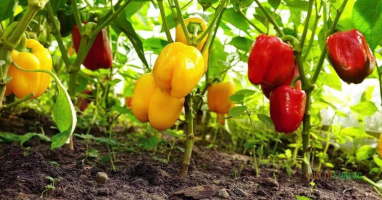 How Long Does It Take For Bell Peppers to Grow