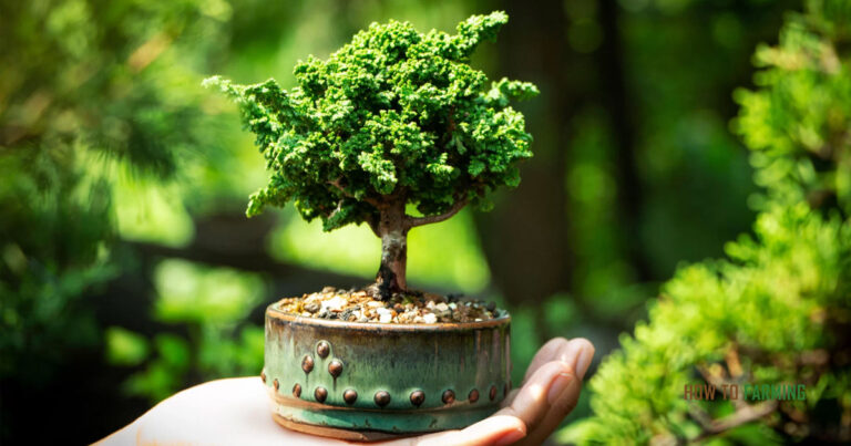 How Long Does It Take a Bonsai Tree to Grow
