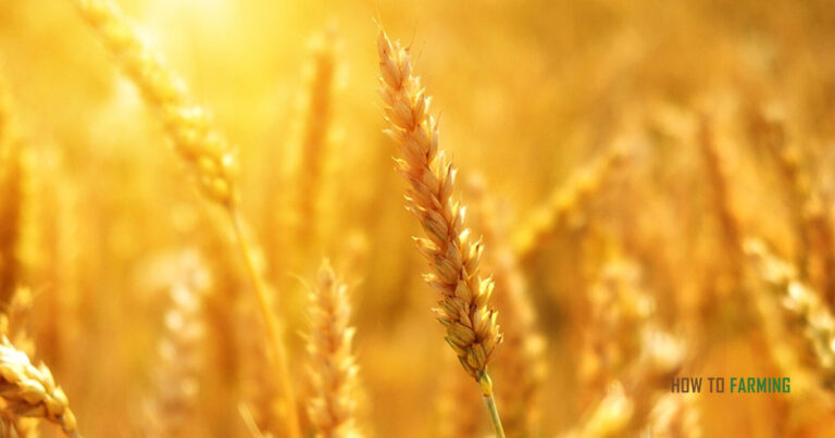 How Long Does Wheat Take to Grow