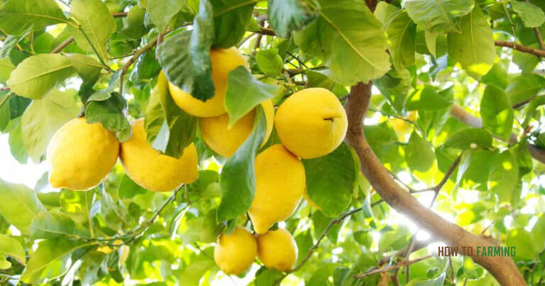 How Long Does a Lemon Tree Take to Grow