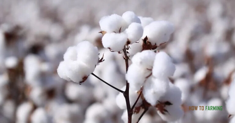 How Long Does it Take to Grow Cotton