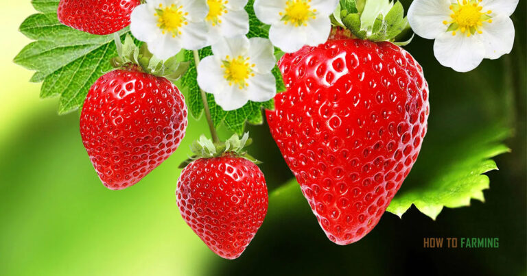 How Long Does it Take to Grow Strawberries