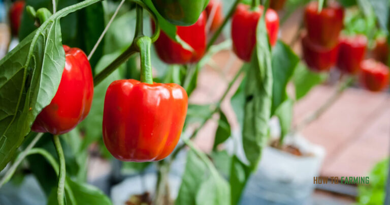 How Many Bell Peppers Per Plant