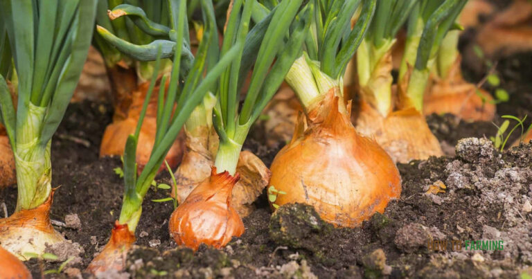 How Many Onions Grow From One Bulb