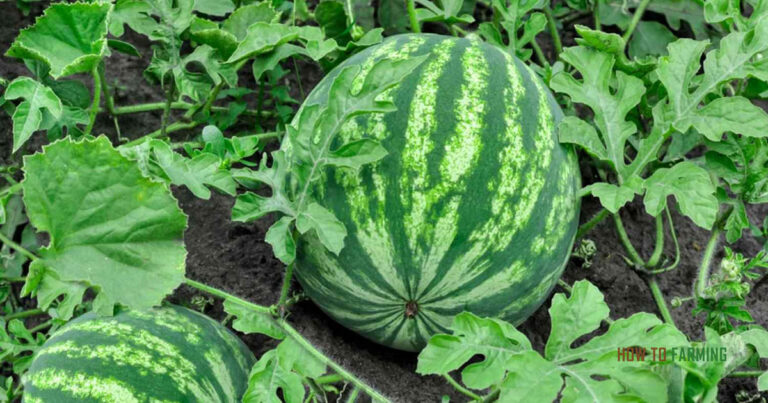 How Many Watermelons Per Plant