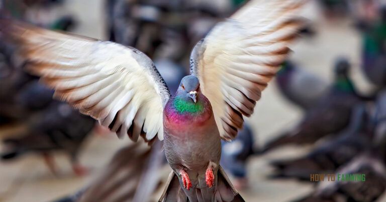 How Much Does a Pigeon Cost