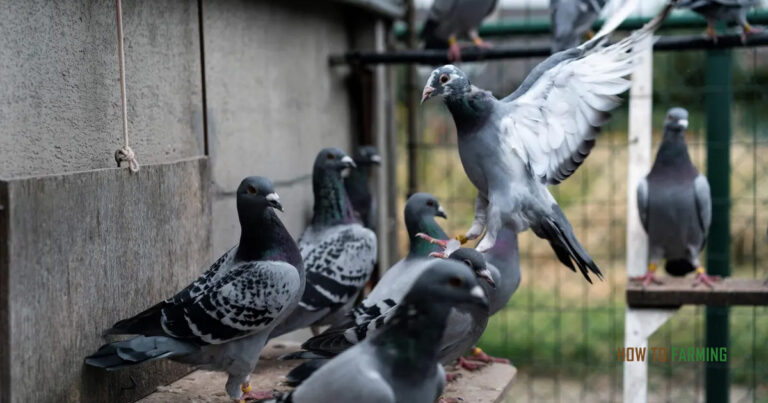 How Much Does a Racing Pigeon Cost