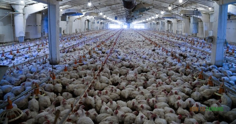 How Much Does it Cost to Start a Poultry Farm