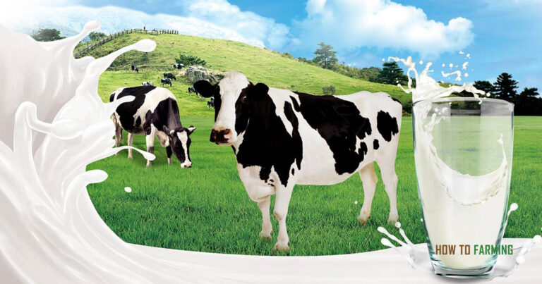 How Much Milk Does a Cow Produce a Day
