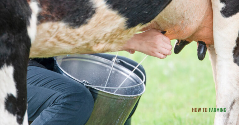 How Much Milk Does a Holstein Cow Produce Per Day