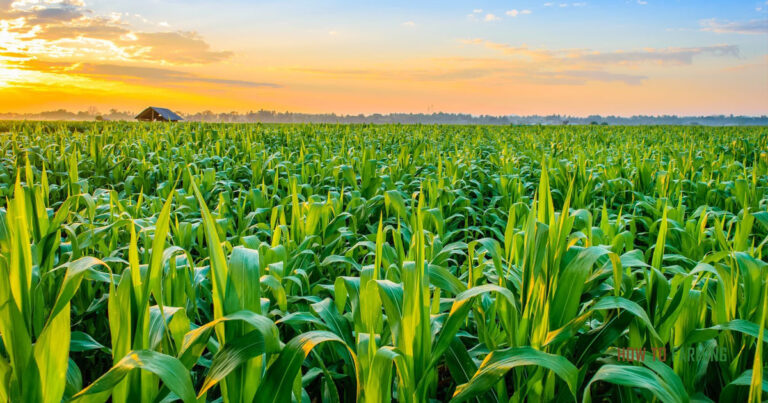 How Much Money Can You Make Farming 40 Acres