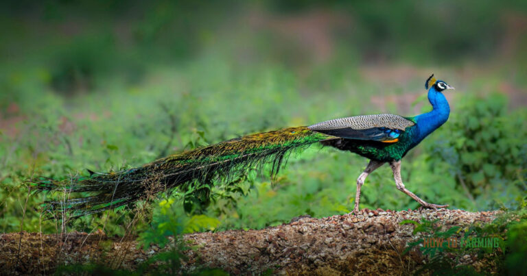 How Much do Peacocks Cost