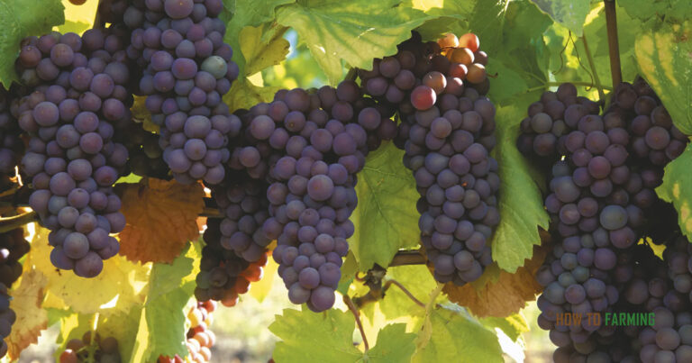 How fast do Grape Vines Grow