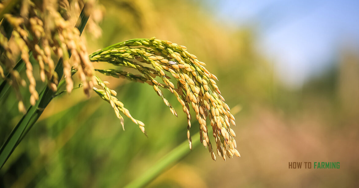 How is Rice Grown and Harvested? | How to Farming