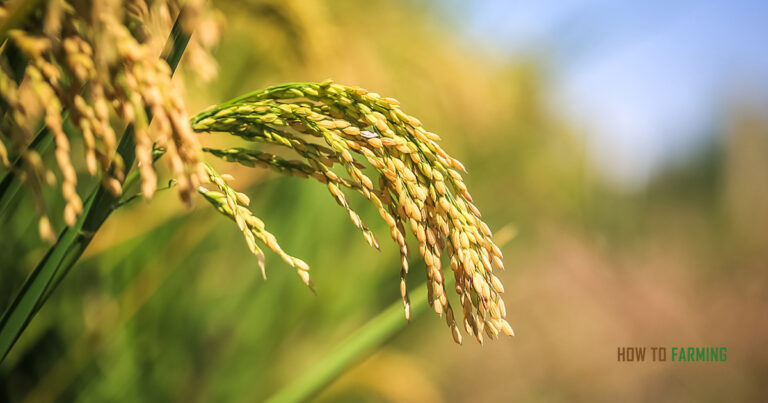 How is Rice Grown and Harvested