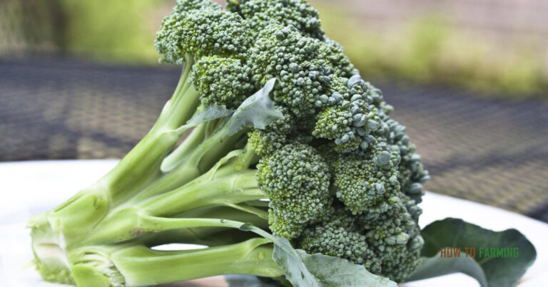 How long does it take to Grow Broccoli