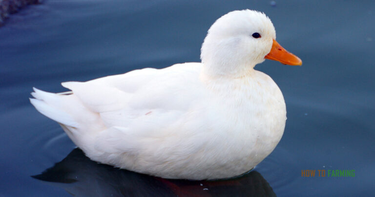 How much Does a Duck Cost