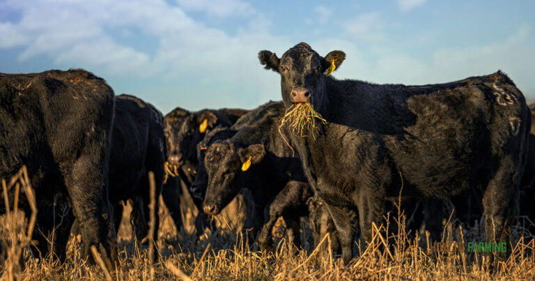 How much Does it Cost to Feed a Cow