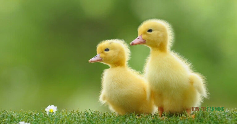 How much does a Baby Duck Cost