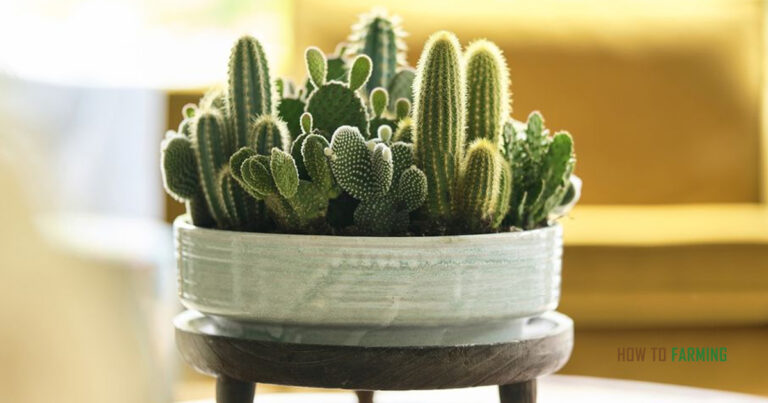 How to Cut a Cactus and Replant