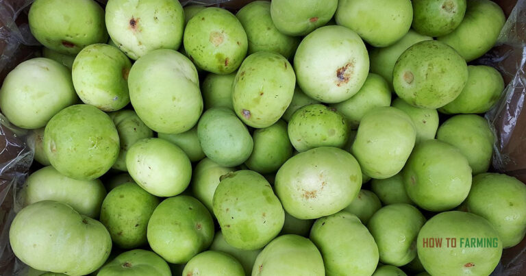 How to Grow Apple Gourds
