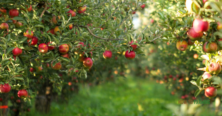 How to Grow Apple Trees in Pots