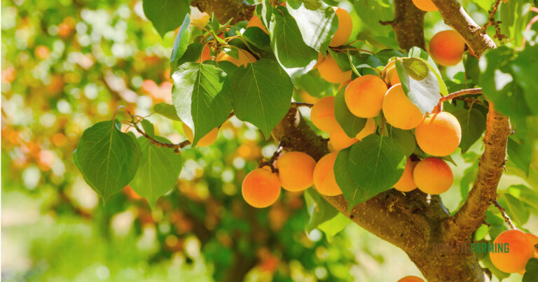 How to Grow Apricots from Seed