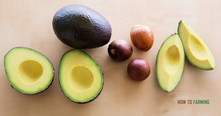 How to Grow Avocado from Seeds